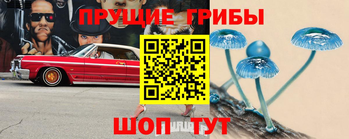 Псилоцибиновые грибы Cubensis Канаш